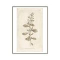 Picture of Flower Sketch IV _GroupedProduct_Rectangle_Portrait_Canvas_Framed_