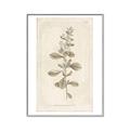 Picture of Flower Sketch IV _GroupedProduct_Rectangle_Portrait_Canvas_Framed_