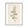 Picture of Flower Sketch IV _GroupedProduct_Rectangle_Portrait_Canvas_Framed_