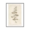 Picture of Flower Sketch IV _GroupedProduct_Rectangle_Portrait_Canvas_Framed_