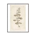 Picture of Flower Sketch IV _GroupedProduct_Rectangle_Portrait_Canvas_Framed_