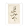 Picture of Flower Sketch IV _GroupedProduct_Rectangle_Portrait_Canvas_Framed_