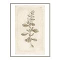 Picture of Flower Sketch IV _GroupedProduct_Rectangle_Portrait_Canvas_Framed_