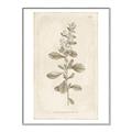 Picture of Flower Sketch IV _GroupedProduct_Rectangle_Portrait_Canvas_Framed_