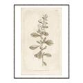 Picture of Flower Sketch IV _GroupedProduct_Rectangle_Portrait_Canvas_Framed_