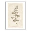 Picture of Flower Sketch IV _GroupedProduct_Rectangle_Portrait_Canvas_Framed_