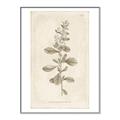 Picture of Flower Sketch IV _GroupedProduct_Rectangle_Portrait_Canvas_Framed_