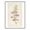 Picture of Flower Sketch IV _GroupedProduct_Rectangle_Portrait_Canvas_Framed_