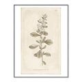 Picture of Flower Sketch IV _GroupedProduct_Rectangle_Portrait_Canvas_Framed_