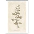 Picture of Flower Sketch IV _GroupedProduct_Rectangle_Portrait_Canvas_Framed_