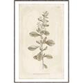 Picture of Flower Sketch IV _GroupedProduct_Rectangle_Portrait_Canvas_Framed_