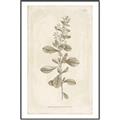 Picture of Flower Sketch IV _GroupedProduct_Rectangle_Portrait_Canvas_Framed_