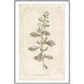 Picture of Flower Sketch IV _GroupedProduct_Rectangle_Portrait_Canvas_Framed_