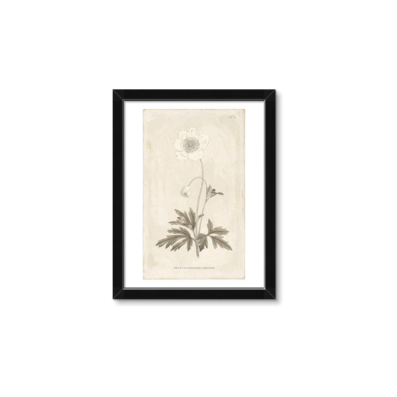 Picture of Flower Sketch I _GroupedProduct_Rectangle_Portrait_Framed_Matted_