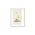 Picture of Flower Sketch I _GroupedProduct_Rectangle_Portrait_Framed_Matted_
