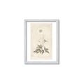 Picture of Flower Sketch I _GroupedProduct_Rectangle_Portrait_Framed_Matted_