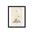 Picture of Flower Sketch I _GroupedProduct_Rectangle_Portrait_Framed_Matted_