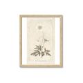 Picture of Flower Sketch I _GroupedProduct_Rectangle_Portrait_Framed_Matted_