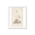 Picture of Flower Sketch I _GroupedProduct_Rectangle_Portrait_Framed_Matted_