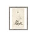 Picture of Flower Sketch I _GroupedProduct_Rectangle_Portrait_Framed_Matted_
