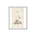 Picture of Flower Sketch I _GroupedProduct_Rectangle_Portrait_Framed_Matted_