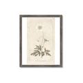 Picture of Flower Sketch I _GroupedProduct_Rectangle_Portrait_Framed_Matted_