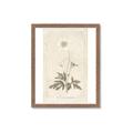 Picture of Flower Sketch I _GroupedProduct_Rectangle_Portrait_Framed_Matted_