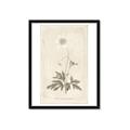 Picture of Flower Sketch I _GroupedProduct_Rectangle_Portrait_Framed_Matted_