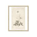 Picture of Flower Sketch I _GroupedProduct_Rectangle_Portrait_Framed_Matted_