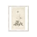 Picture of Flower Sketch I _GroupedProduct_Rectangle_Portrait_Framed_Matted_