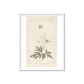 Picture of Flower Sketch I _GroupedProduct_Rectangle_Portrait_Framed_Matted_