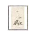 Picture of Flower Sketch I _GroupedProduct_Rectangle_Portrait_Framed_Matted_