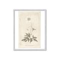 Picture of Flower Sketch I _GroupedProduct_Rectangle_Portrait_Framed_Matted_