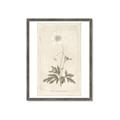 Picture of Flower Sketch I _GroupedProduct_Rectangle_Portrait_Framed_Matted_