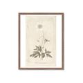 Picture of Flower Sketch I _GroupedProduct_Rectangle_Portrait_Framed_Matted_