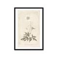 Picture of Flower Sketch I _GroupedProduct_Rectangle_Portrait_Framed_Matted_