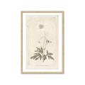 Picture of Flower Sketch I _GroupedProduct_Rectangle_Portrait_Framed_Matted_