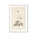 Picture of Flower Sketch I _GroupedProduct_Rectangle_Portrait_Framed_Matted_