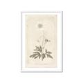 Picture of Flower Sketch I _GroupedProduct_Rectangle_Portrait_Framed_Matted_