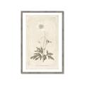 Picture of Flower Sketch I _GroupedProduct_Rectangle_Portrait_Framed_Matted_