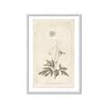 Picture of Flower Sketch I _GroupedProduct_Rectangle_Portrait_Framed_Matted_