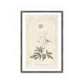 Picture of Flower Sketch I _GroupedProduct_Rectangle_Portrait_Framed_Matted_