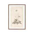 Picture of Flower Sketch I _GroupedProduct_Rectangle_Portrait_Framed_Matted_