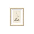 Picture of Flower Sketch I _GroupedProduct_Rectangle_Portrait_Framed_Matted_