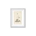 Picture of Flower Sketch I _GroupedProduct_Rectangle_Portrait_Framed_Matted_