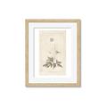 Picture of Flower Sketch I _GroupedProduct_Rectangle_Portrait_Framed_Matted_
