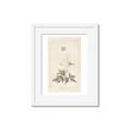 Picture of Flower Sketch I _GroupedProduct_Rectangle_Portrait_Framed_Matted_