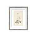 Picture of Flower Sketch I _GroupedProduct_Rectangle_Portrait_Framed_Matted_