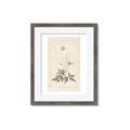 Picture of Flower Sketch I _GroupedProduct_Rectangle_Portrait_Framed_Matted_