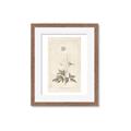 Picture of Flower Sketch I _GroupedProduct_Rectangle_Portrait_Framed_Matted_